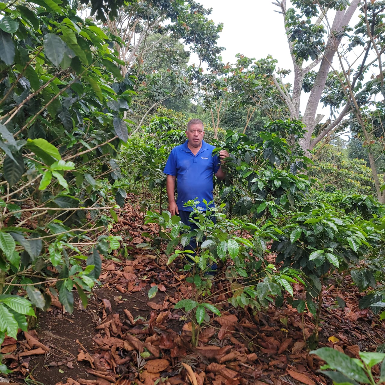 Cup Of Excellence Coffee For Sale: Honduras Geisha - Ranked #10 Best - Concordia Style Boutique