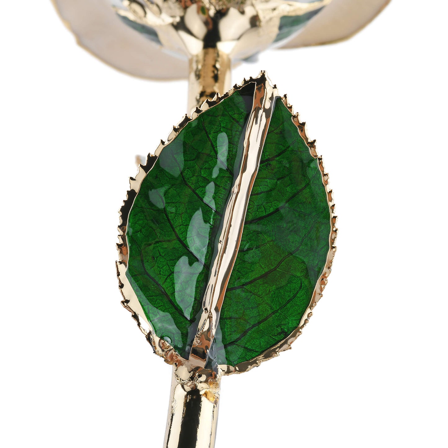 Timeless Rose (White) - Concordia Style Boutique