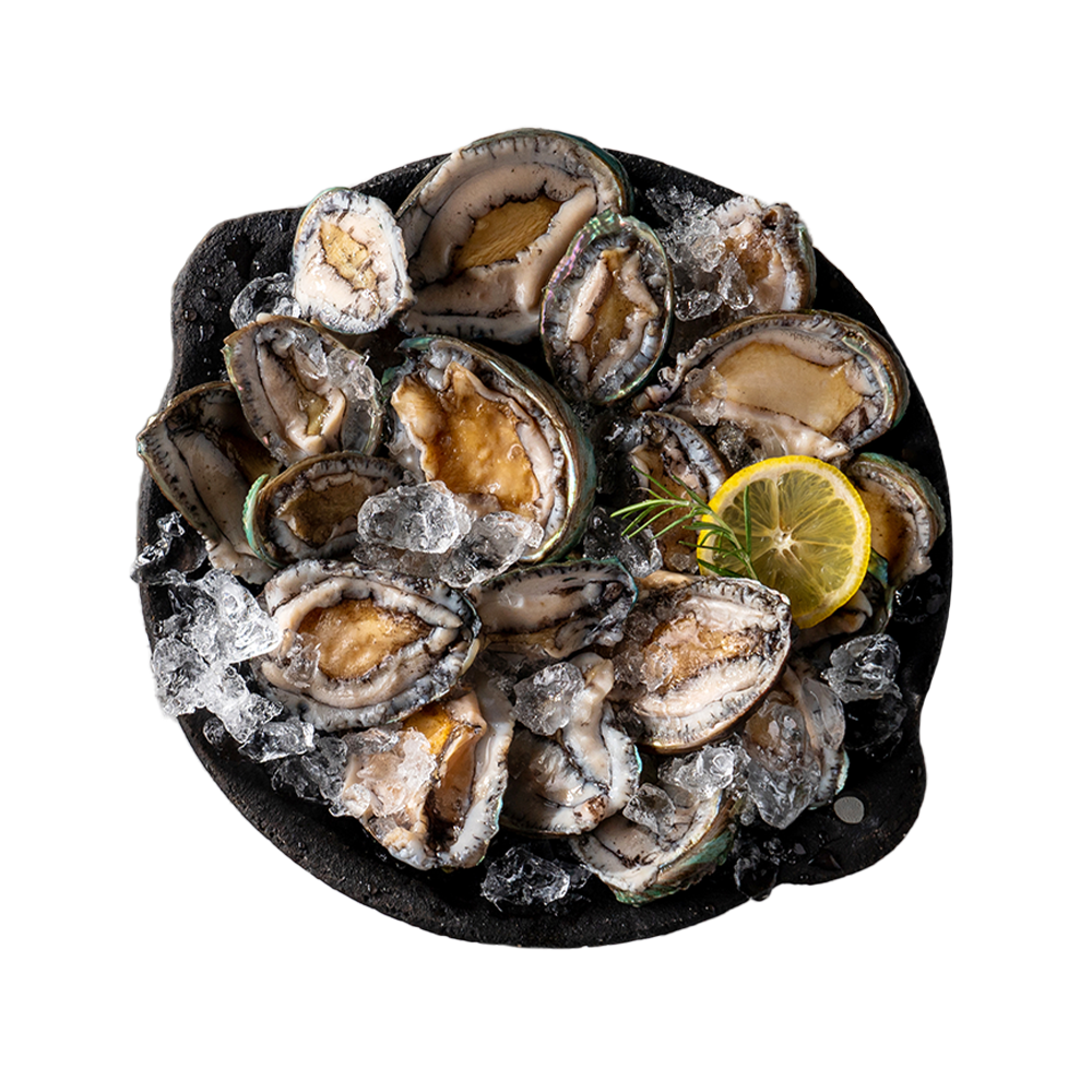 Frozen Abalone Large - Concordia Style Boutique