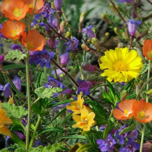 Wild Flower Local Raw Honey - Concordia Style Boutique