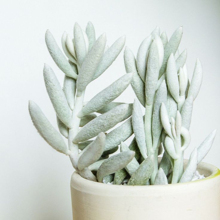 Senecio Cocoon Plant