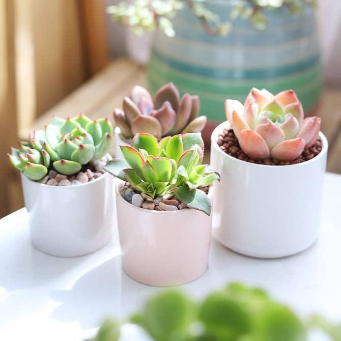 Coral Modern Cylinder Pot