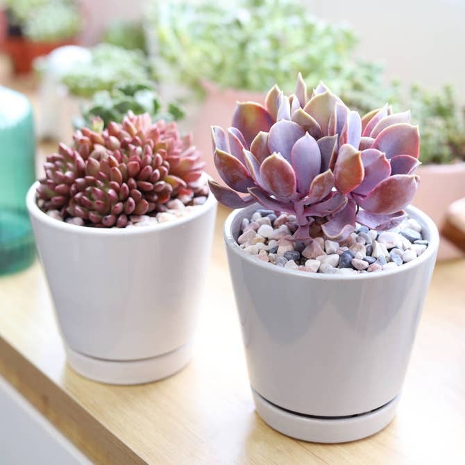 5 inch Terracotta Pot