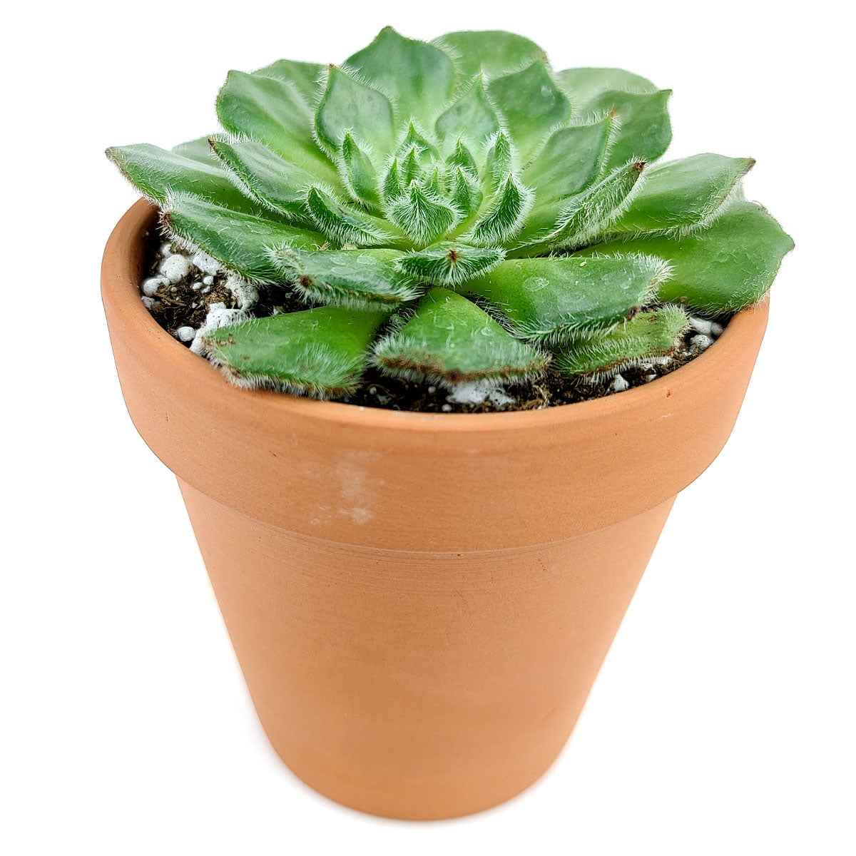 Echeveria Setosa Var. Ciliata