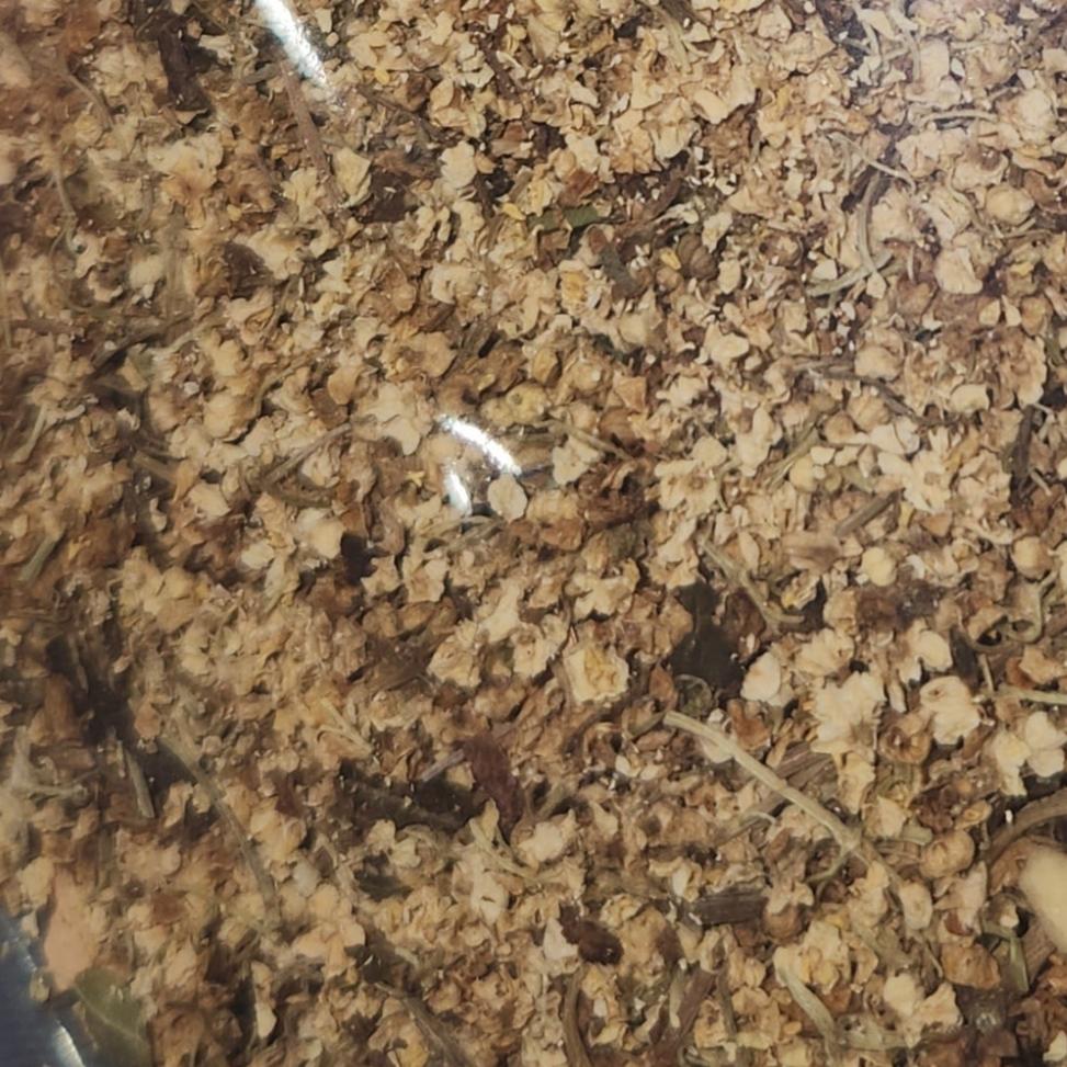 Elderflower | Immune Support & Gentle Detox