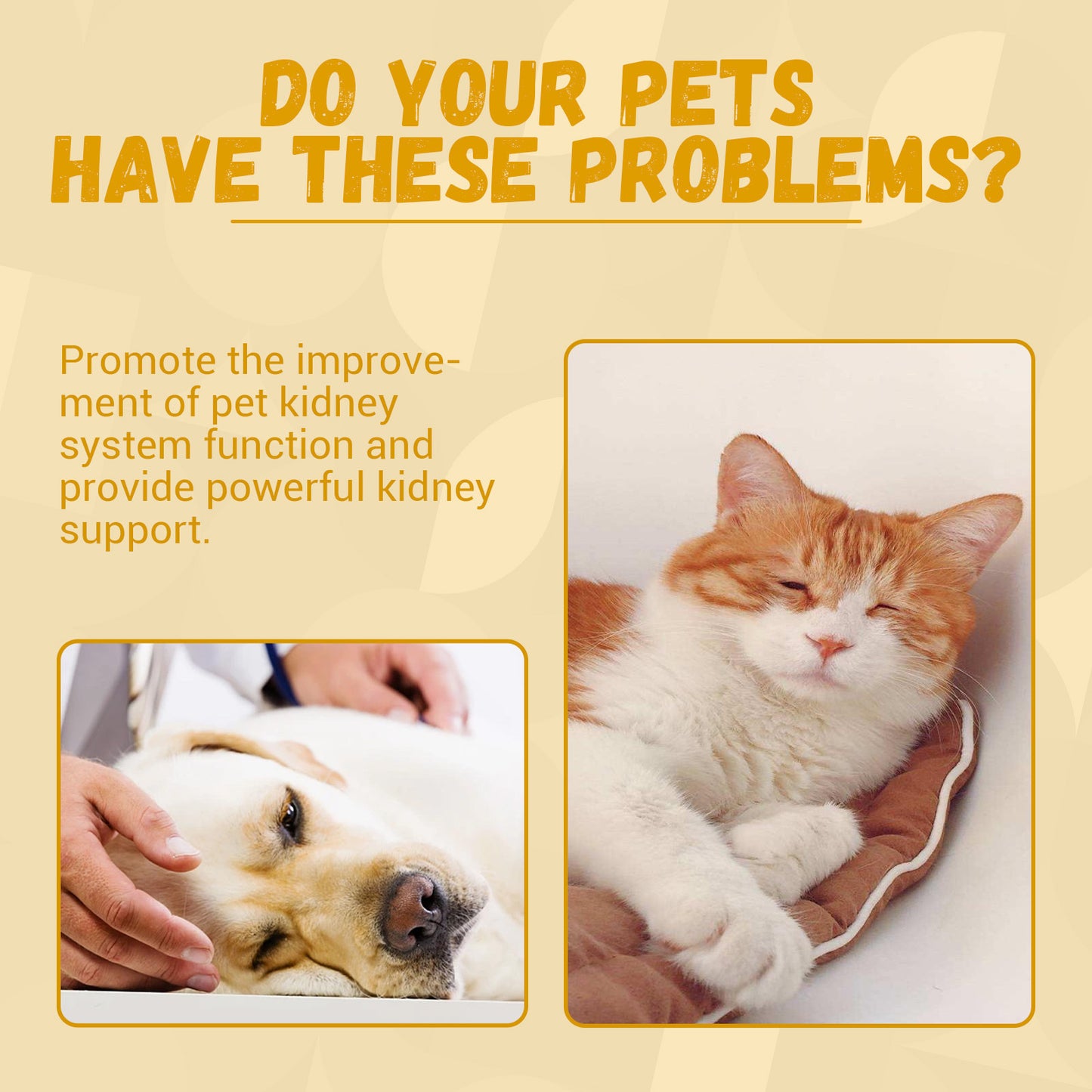 Pet Nutritional Supplements Enhance Energy Vitality - Concordia Style Boutique