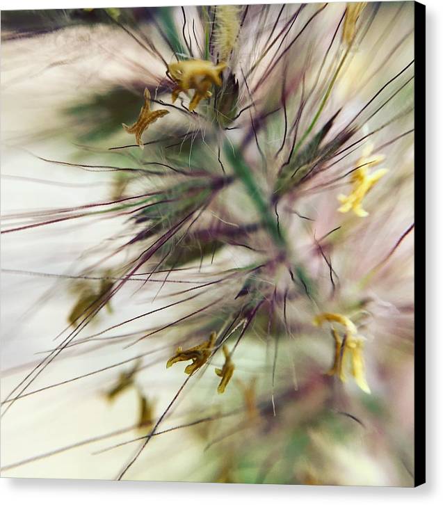 Foxtail - Canvas Print