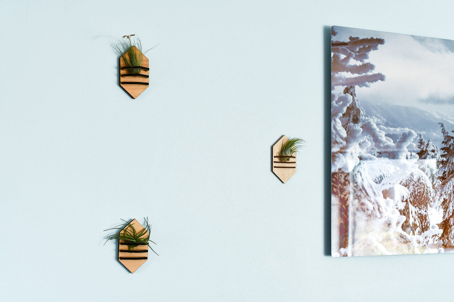 Geometric Air Plant Holder - Concordia Style Boutique
