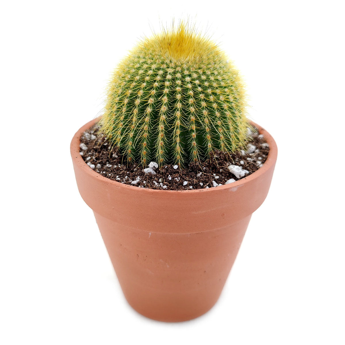 Golden Ball Cactus Echinocactus