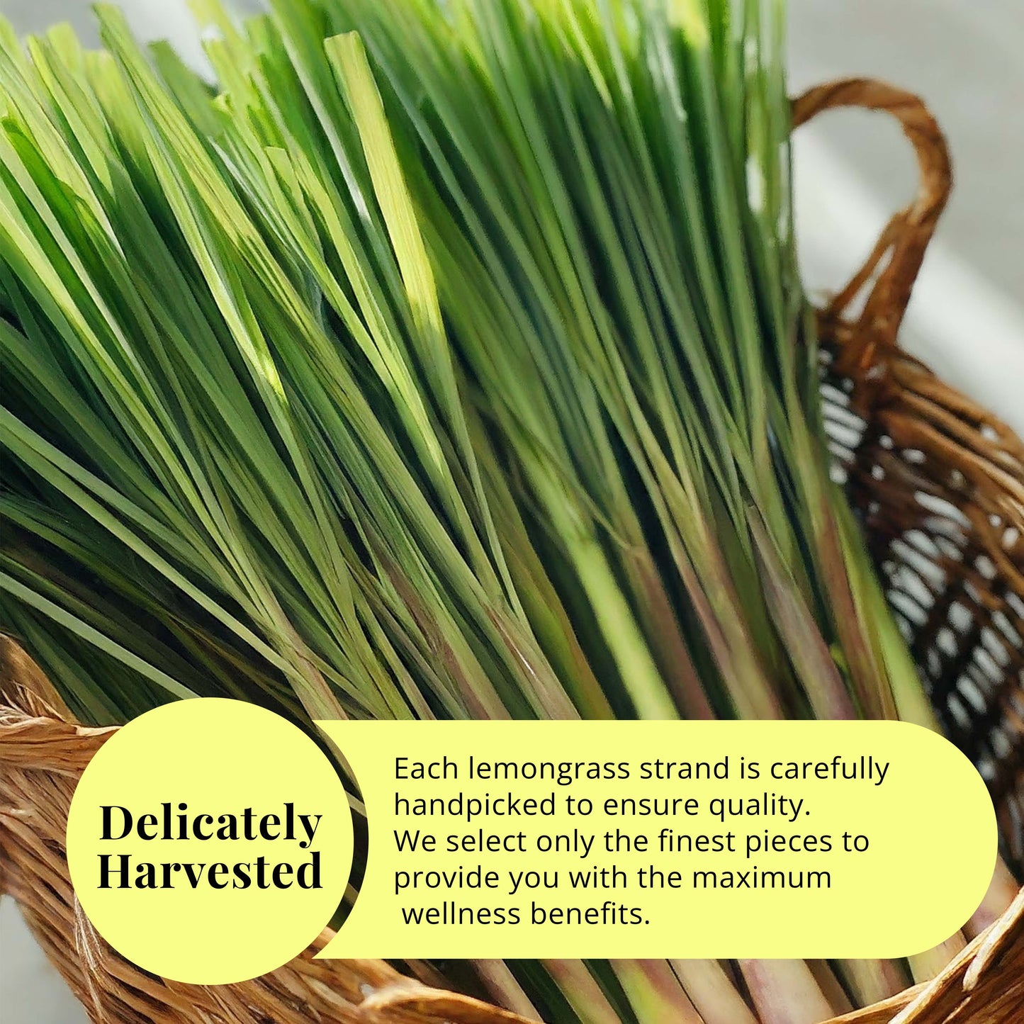 Akshit Dried Lemongrass Leaves | Dried Lemongrass Tea | Loose Leaf Tea | Te De Limon | Lemon Grass Leaves| 2.6 oz I limón césped I Citronnelle Bio Akshit