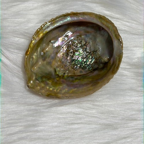 Abalone shell from Mexico - Smudging bowl - Concordia Style Boutique