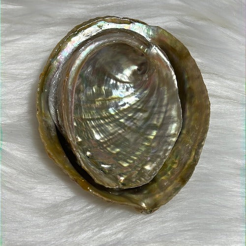 Abalone shell from Mexico - Smudging bowl - Concordia Style Boutique