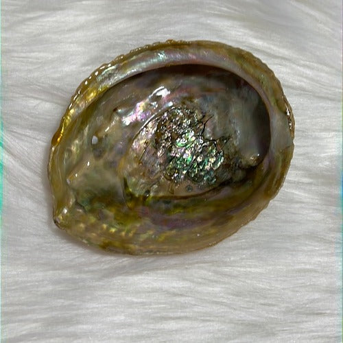Abalone shell from Mexico - Smudging bowl - Concordia Style Boutique
