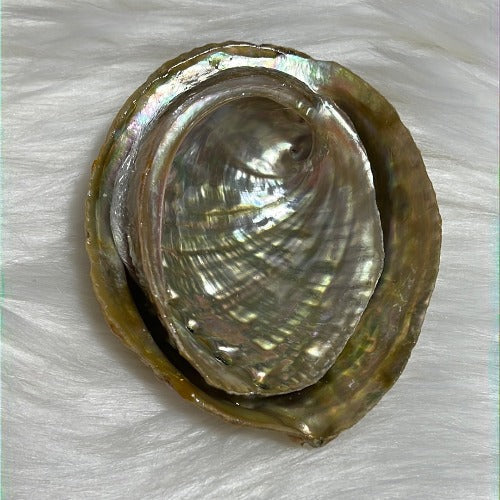 Abalone shell from Mexico - Smudging bowl - Concordia Style Boutique