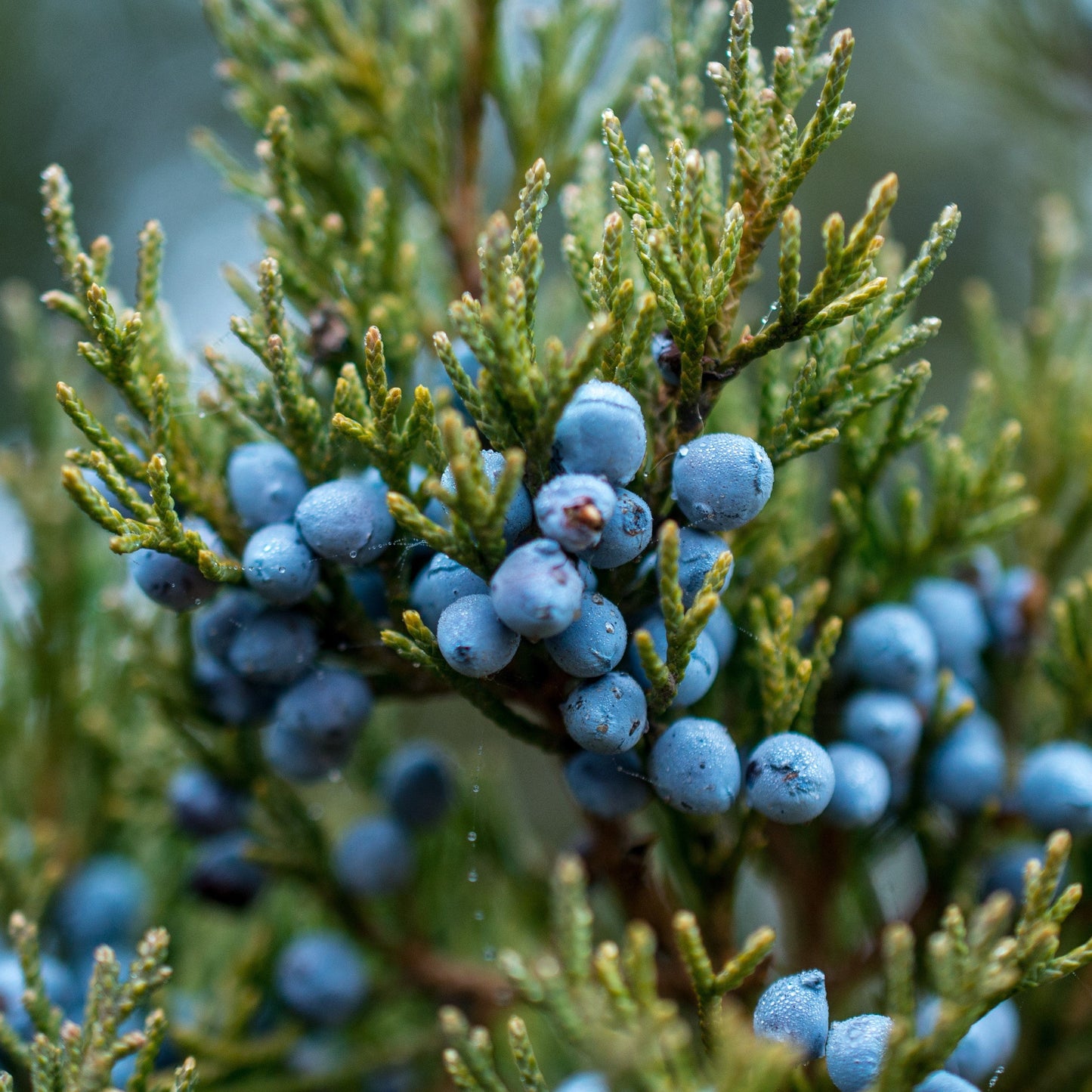 Juniper Berry Essential Oil