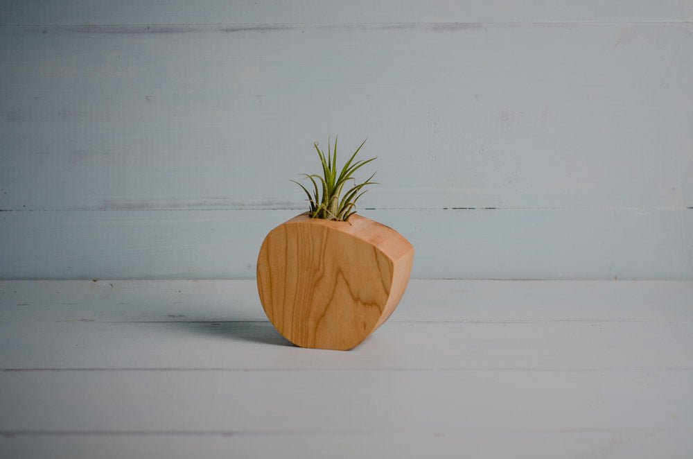 Little Air Plant Holder - Concordia Style Boutique