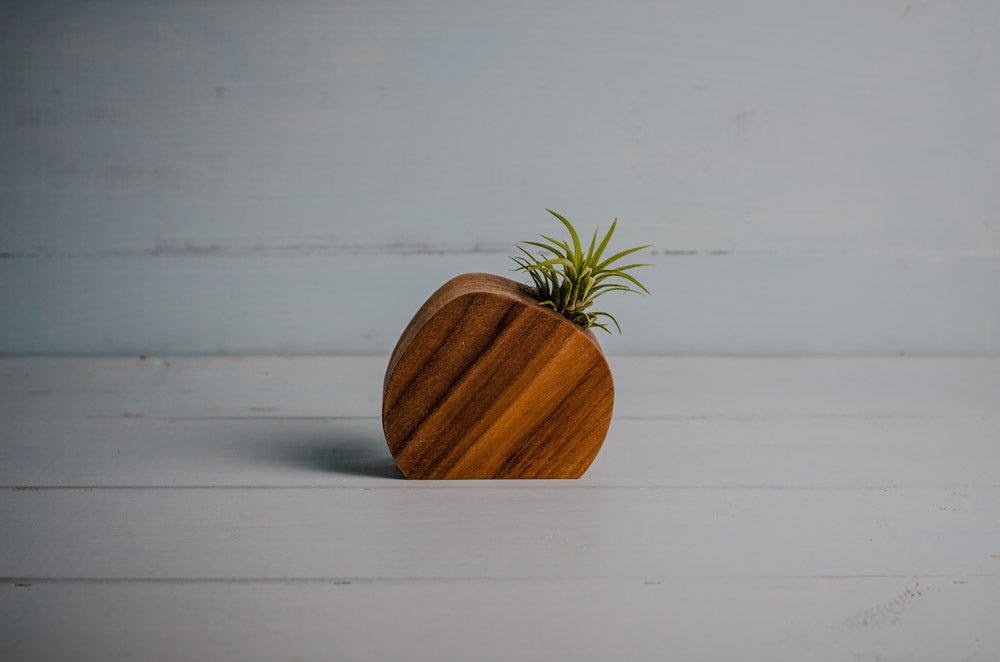 Little Air Plant Holder - Concordia Style Boutique