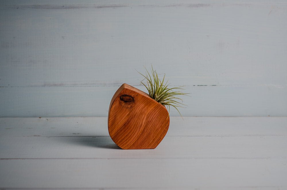 Little Air Plant Holder - Concordia Style Boutique
