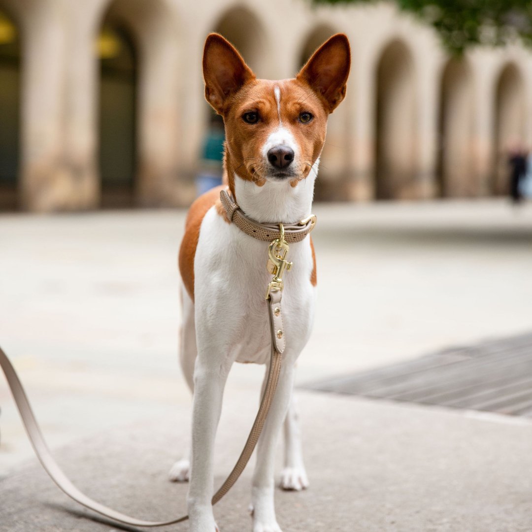 Leash 4ft - Vegan Leather - Milan