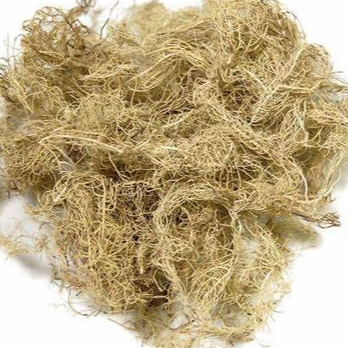 Usnea | Natural Antibiotic & Immune Support