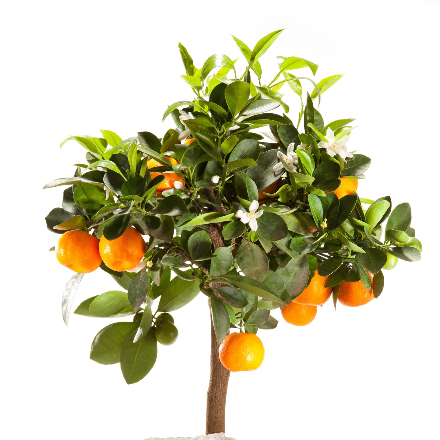 Petitgrain Essential Oil