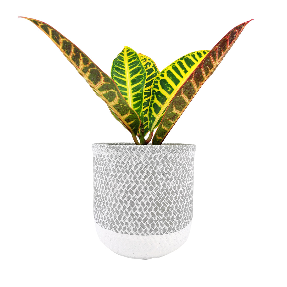 6 inch Reed Grey Round Cement Planter