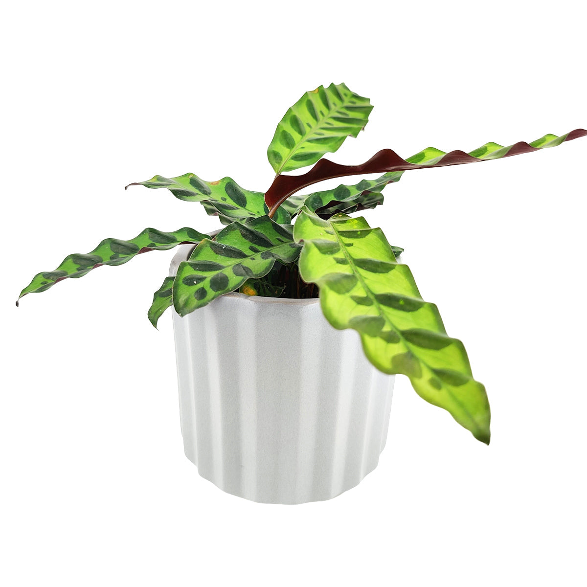 5 inch Grey Glazed Ceramic Cylinder Faux Cement Planter