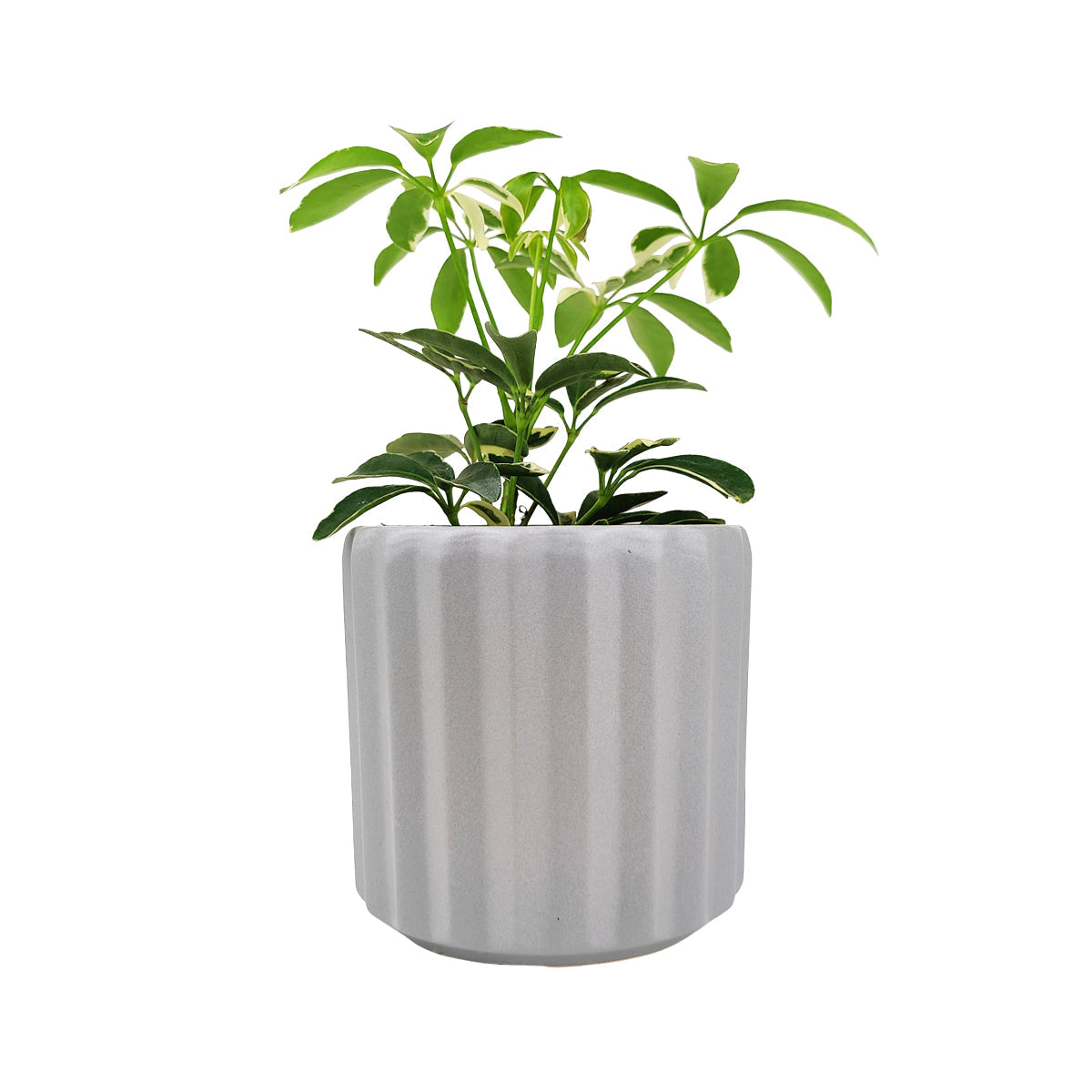 5 inch Grey Glazed Ceramic Cylinder Faux Cement Planter