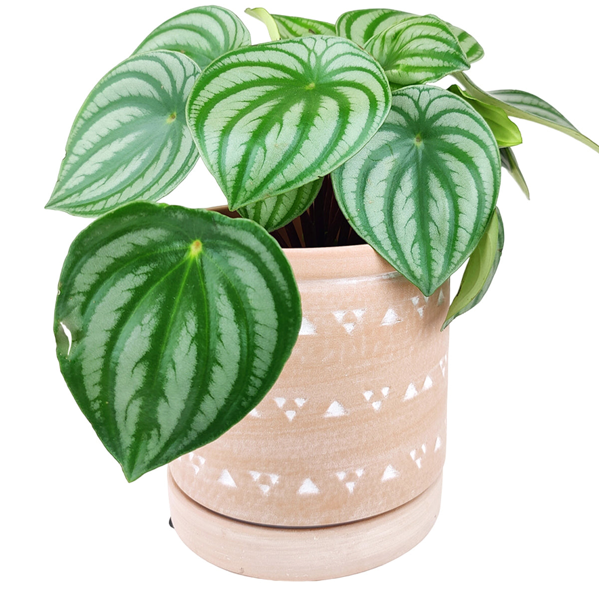 6 inch Cylinder Terracotta Clay Geometric Triangle Pattern Planter