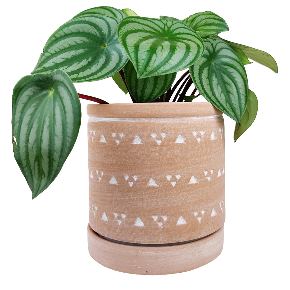 6 inch Cylinder Terracotta Clay Geometric Triangle Pattern Planter