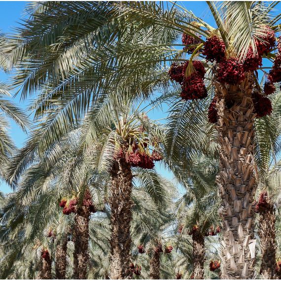 Natural Whole Medjool Dates | 14.1 oz | LiOR - Concordia Style Boutique