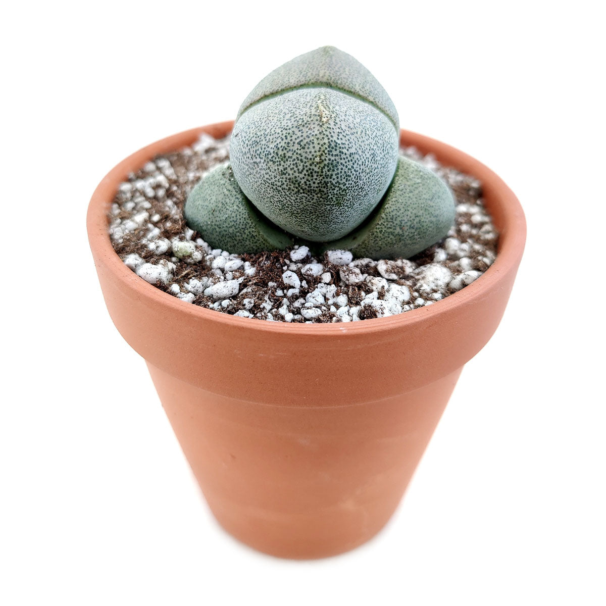 Split Rock Pleiospilos Nelii Cactus
