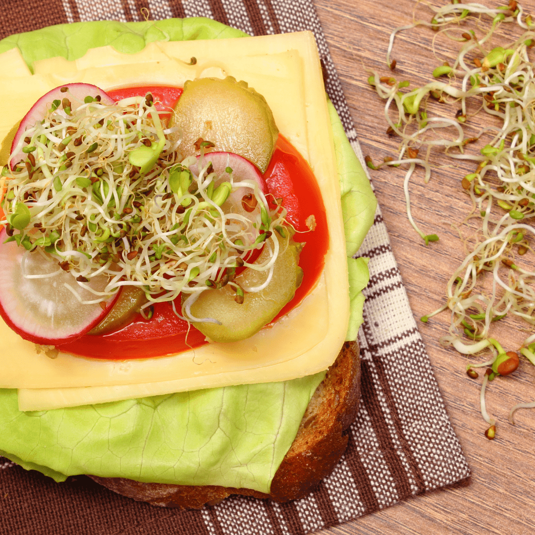 Sprout Spout Alfalfa Starter Kit: Sprout Spout + 4oz or 1lb seeds + Free Sprout Scoop - Concordia Style Boutique