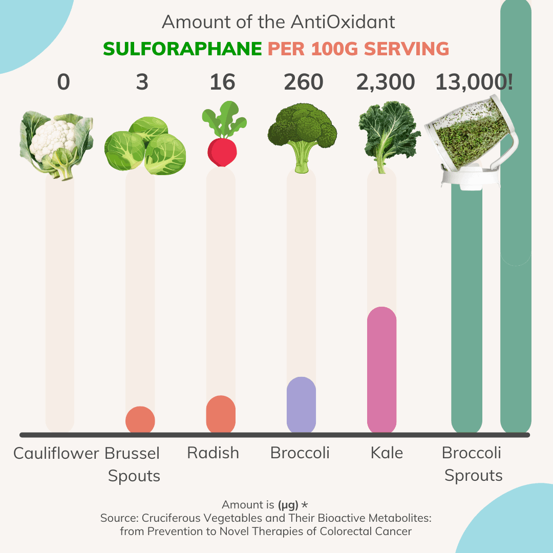 Sprout Spout Broccoli Starter Kit: Sprout Spout + 4oz or 1lb seeds + Free Sprout Scoop - Concordia Style Boutique