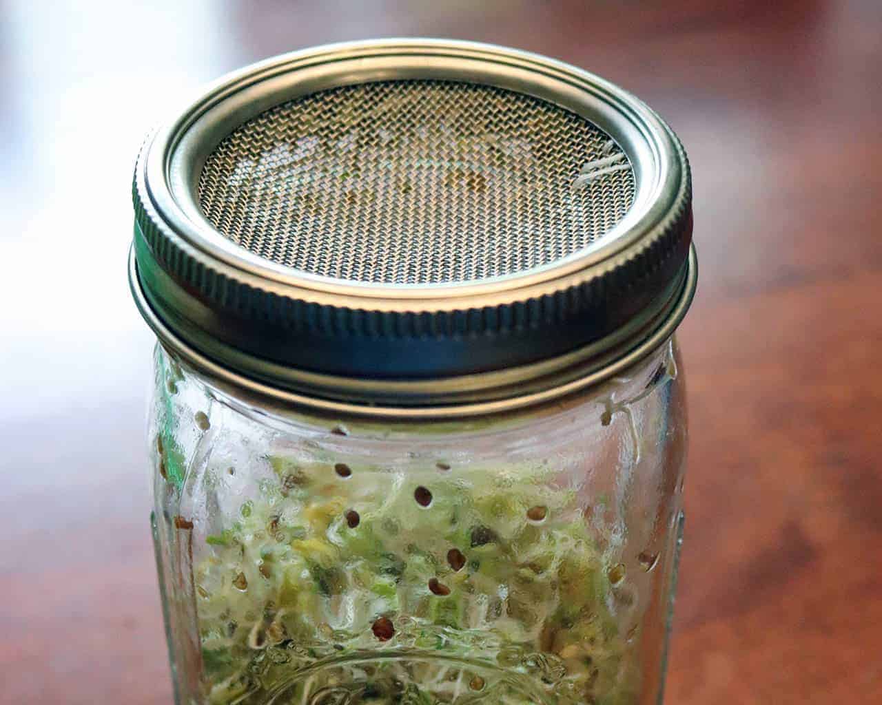 Curved Rust Proof Sprouting Lid and Band for Mason Jars - Concordia Style Boutique