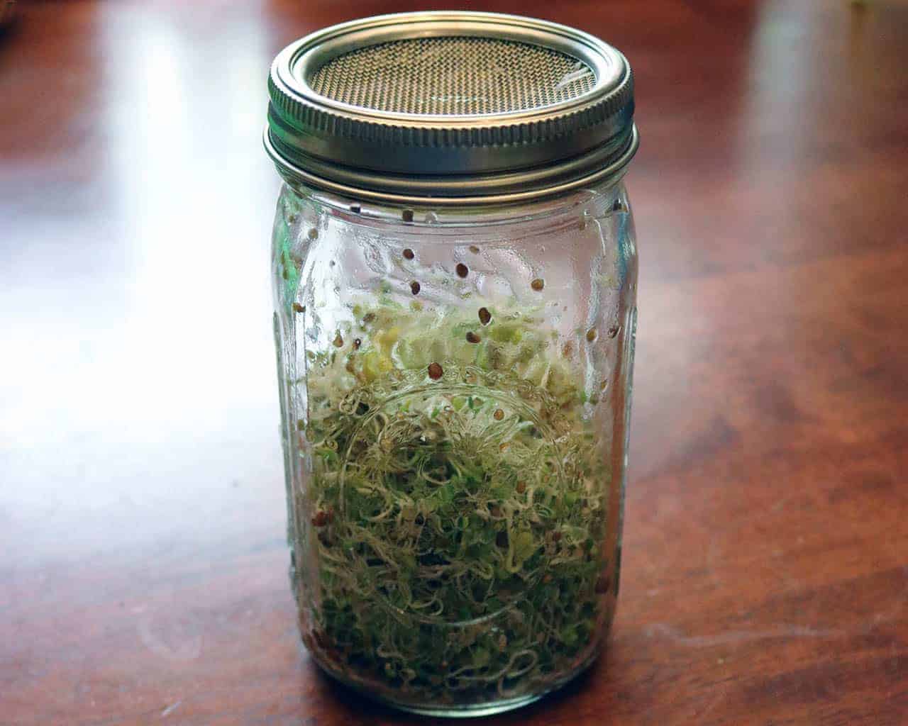 Curved Rust Proof Sprouting Lid and Band for Mason Jars - Concordia Style Boutique