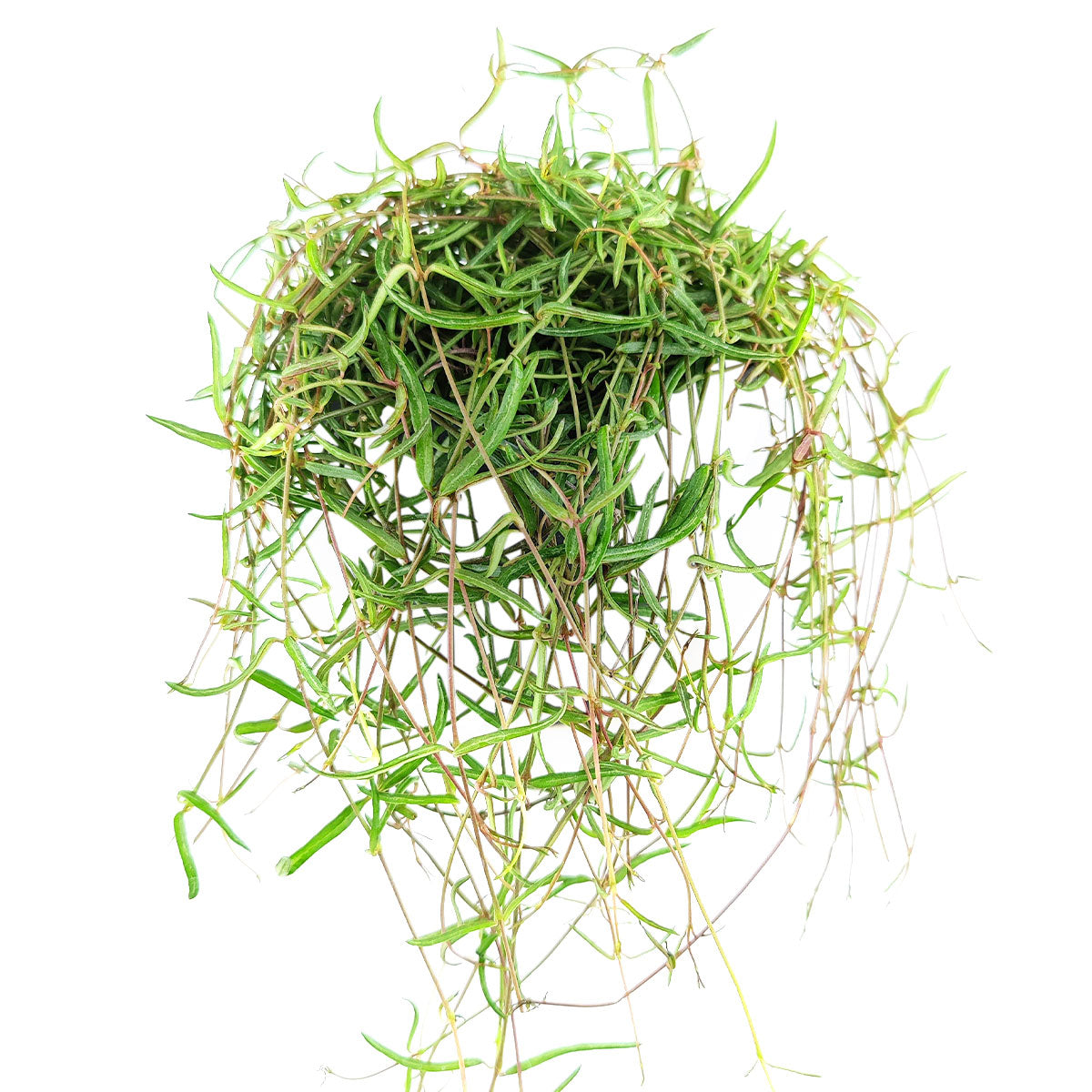 Ceropegia Linearis String of Needles