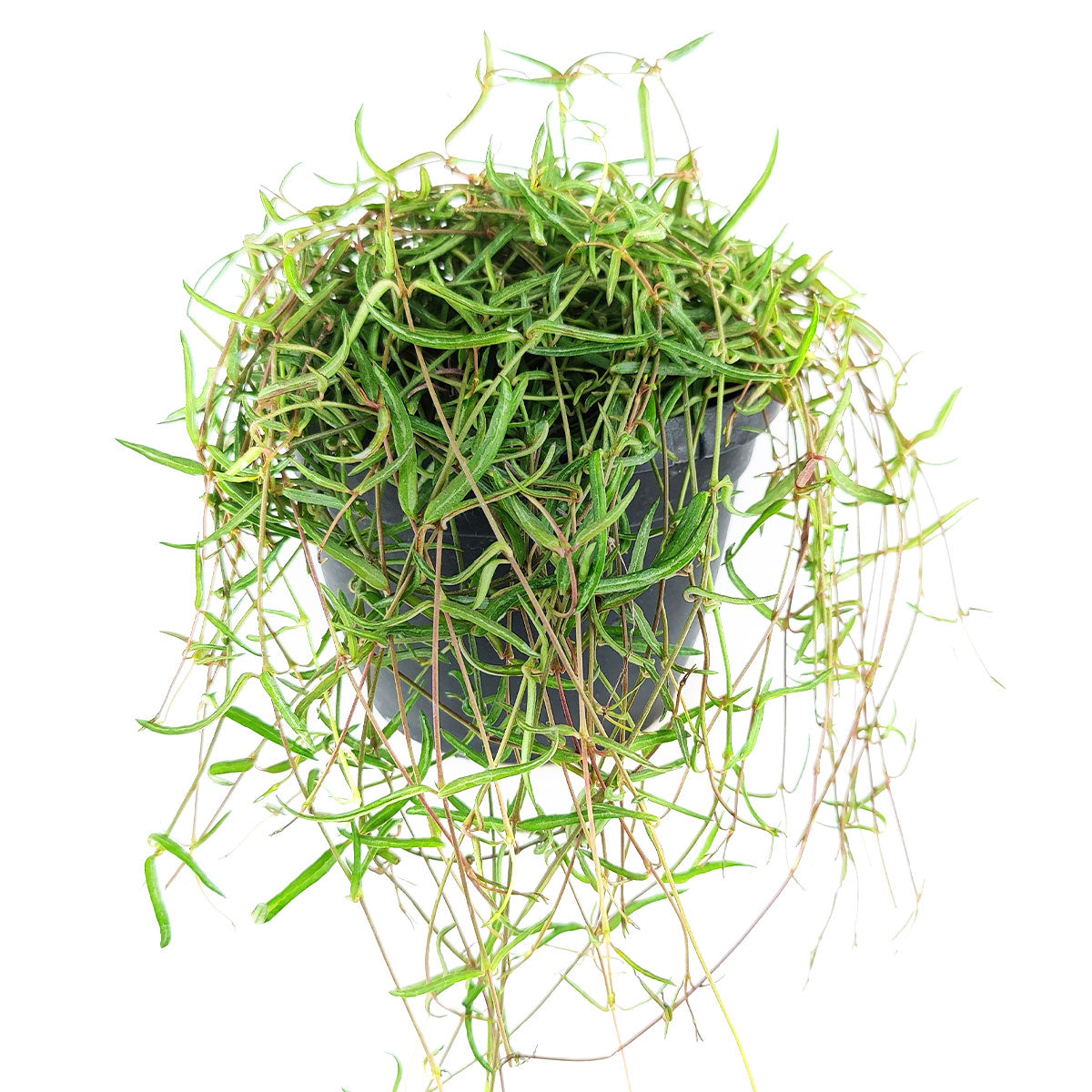 Ceropegia Linearis String of Needles