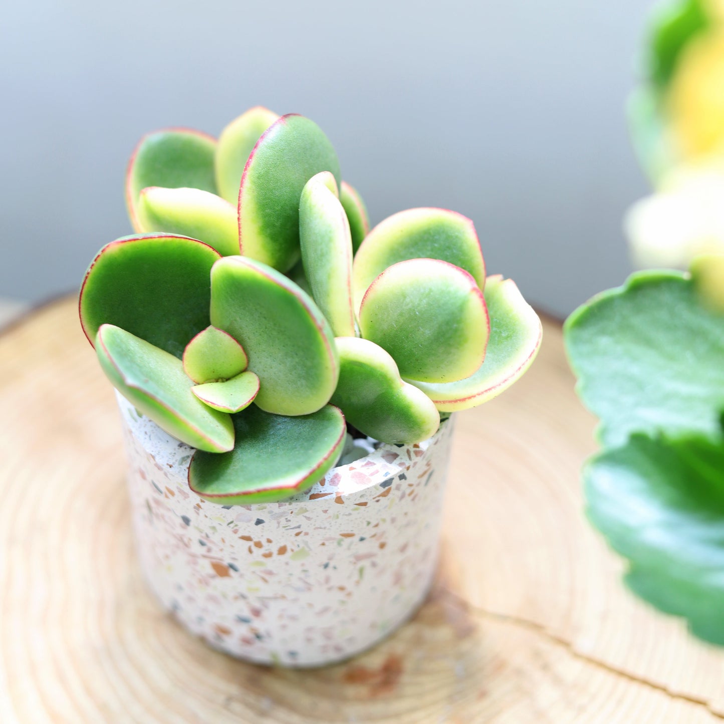 Terrazzo Pot
