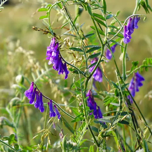 Vetch Flower Local Raw Honey - Concordia Style Boutique