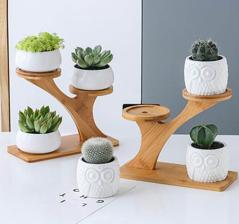 Succulent Pots & Bamboo Shelf - Concordia Style Boutique