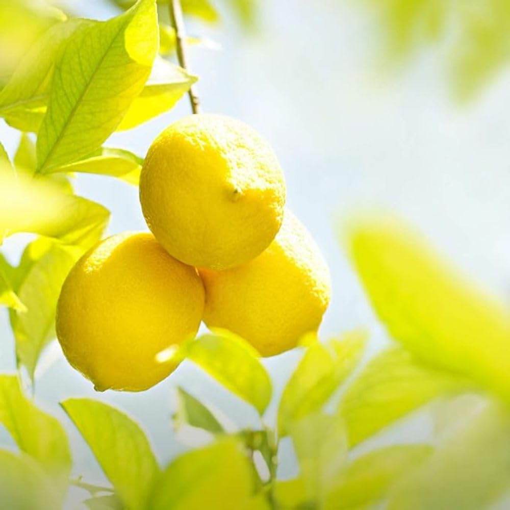 Weleda 24 Hour Roll-On Deodorant, Citrus,Yellow 1.7 Fluid Ounce - Concordia Style Boutique