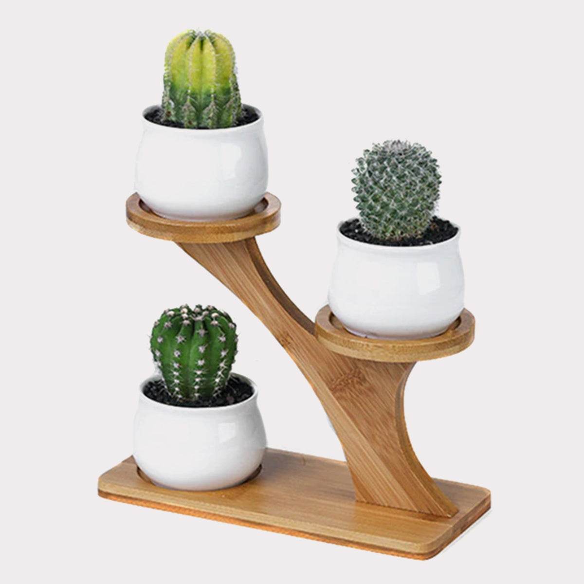 Succulent Pots & Bamboo Shelf - Concordia Style Boutique