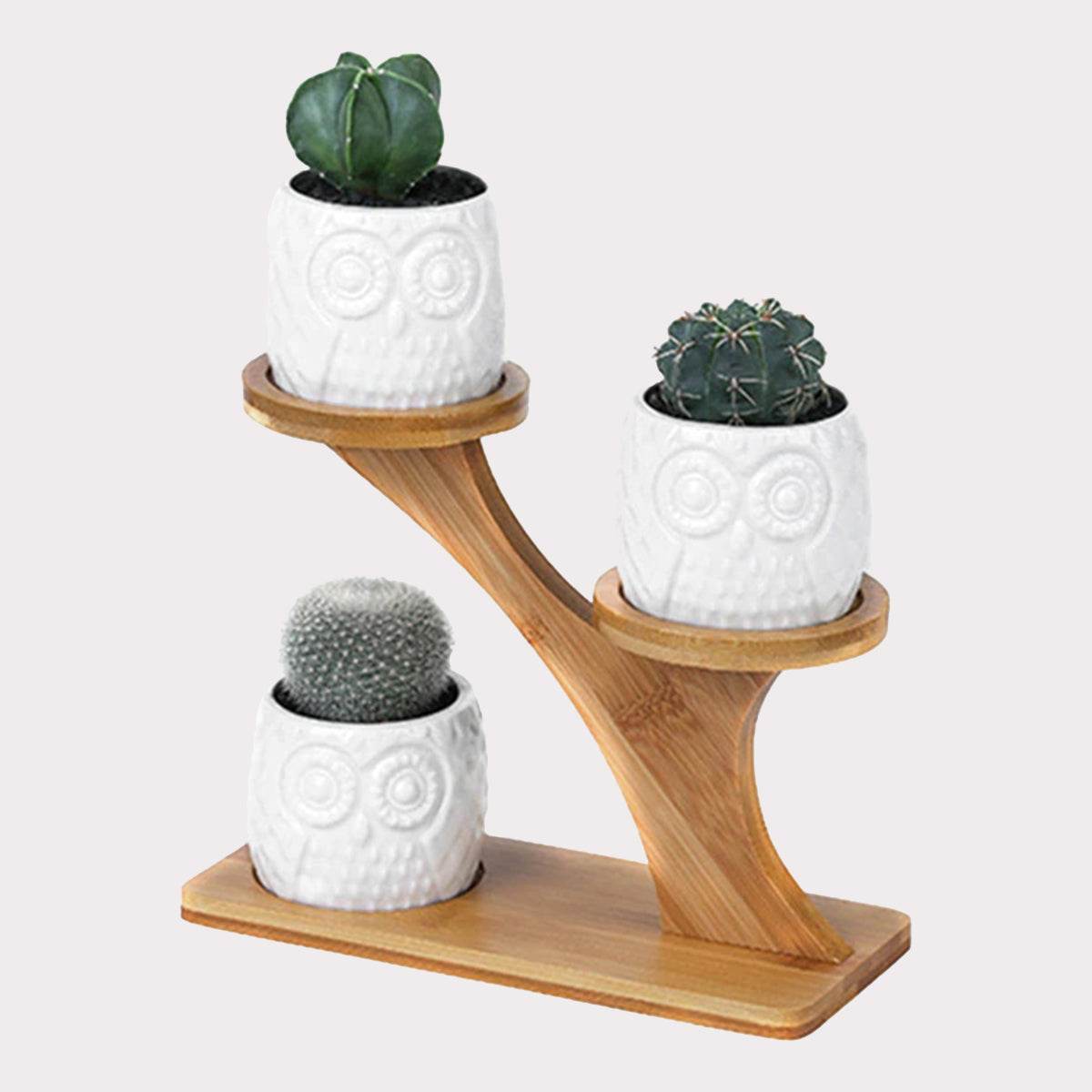 Succulent Pots & Bamboo Shelf - Concordia Style Boutique