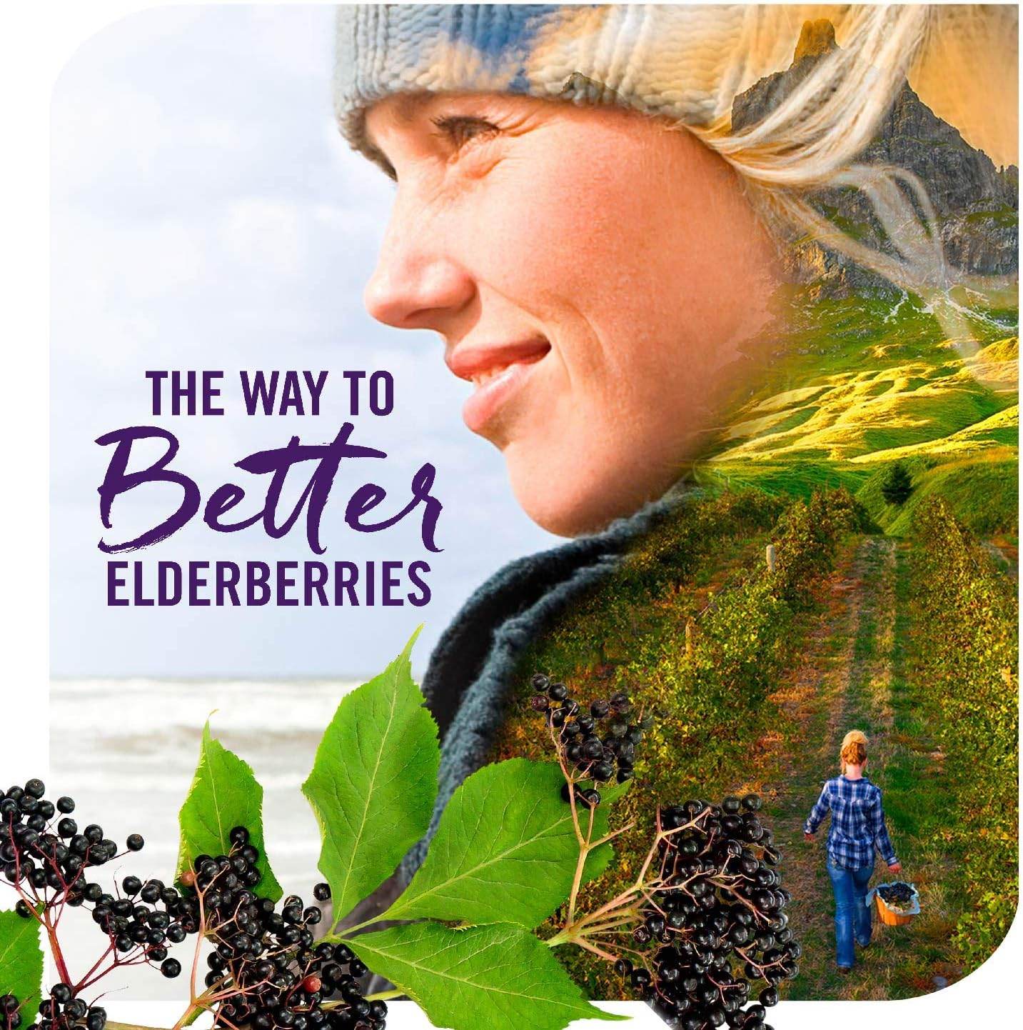Nature's Way Sambucus Elderberry Sugar-Free Syrup, Traditional Immune Support*, 4 Fl. Oz. - Concordia Style Boutique