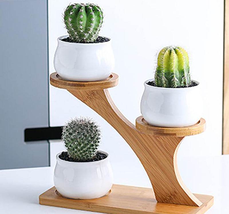 Succulent Pots & Bamboo Shelf - Concordia Style Boutique