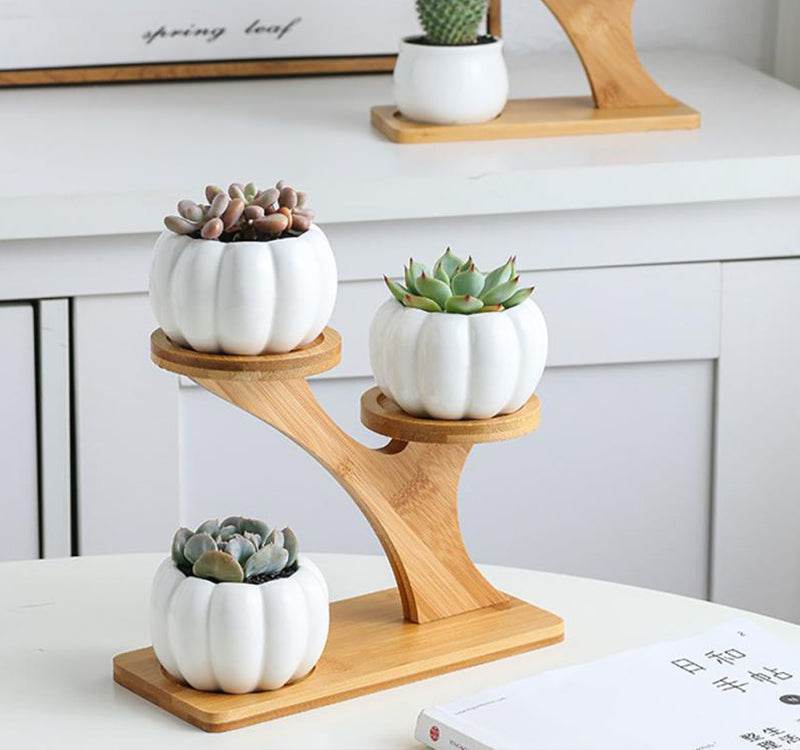 Succulent Pots & Bamboo Shelf - Concordia Style Boutique