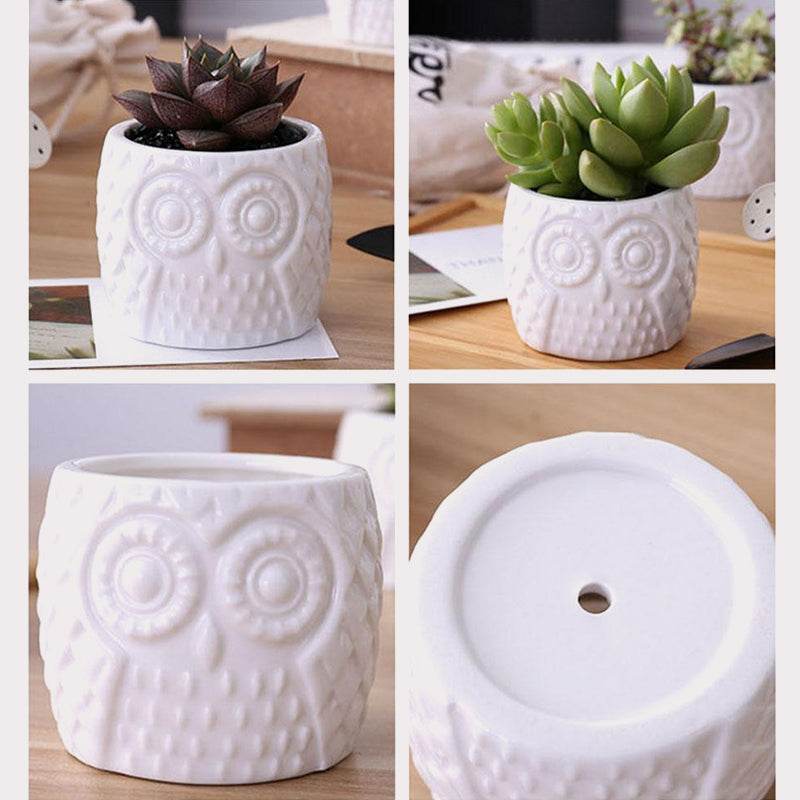Succulent Pots & Bamboo Shelf - Concordia Style Boutique