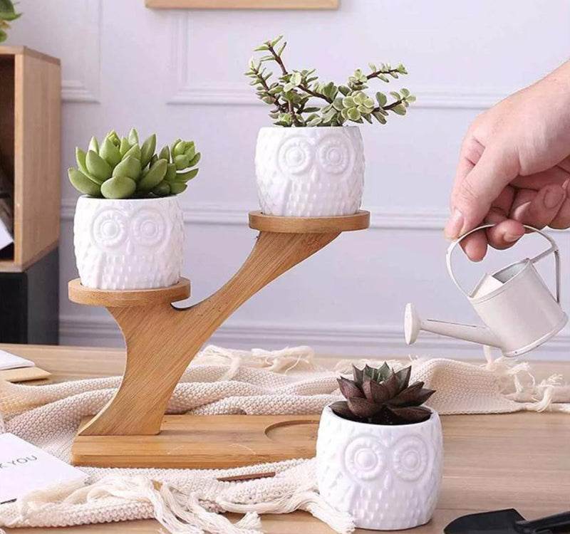 Succulent Pots & Bamboo Shelf - Concordia Style Boutique
