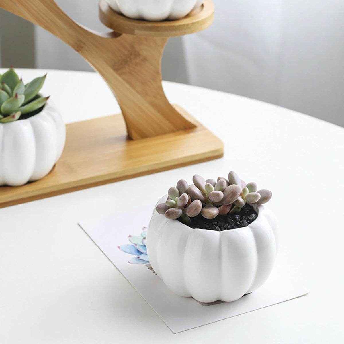 Succulent Pots & Bamboo Shelf - Concordia Style Boutique